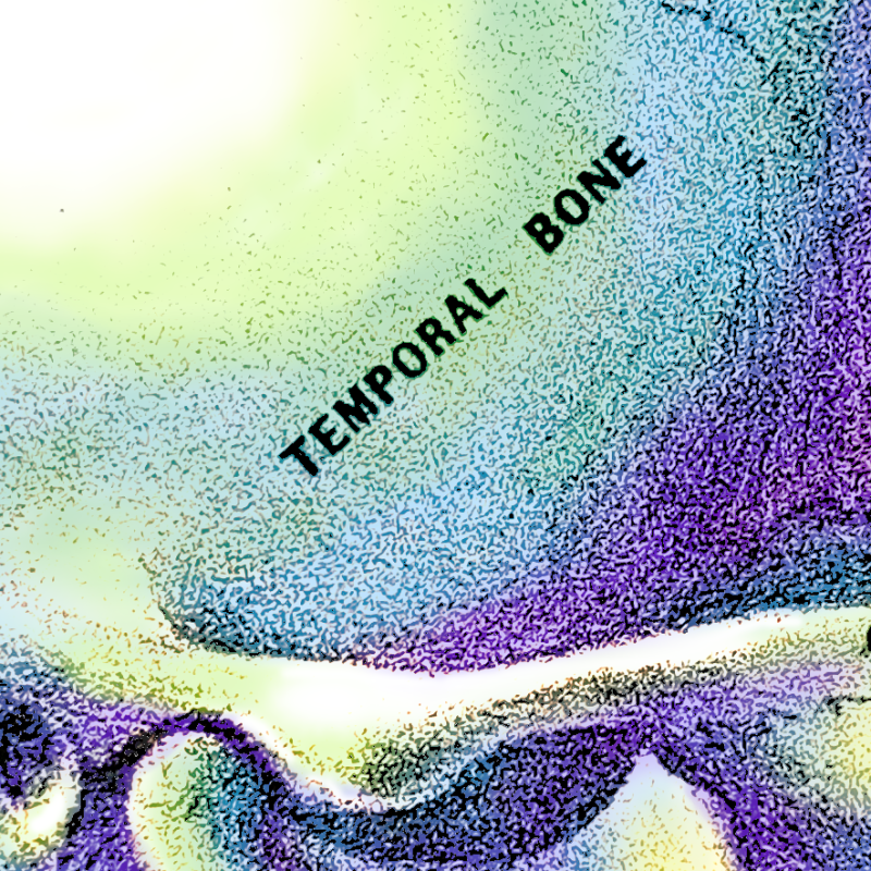 Vintage Anatomy in&nbsp;Color