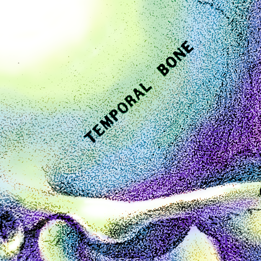 Colorful Skull vintage medical illustration