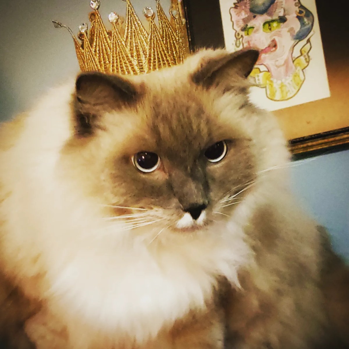 King Zordon’s Cat&nbsp;Castle